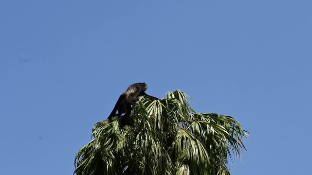 GROUP OF SPIDER MONKEYS PLAYING IN THE TOP OF A TREE