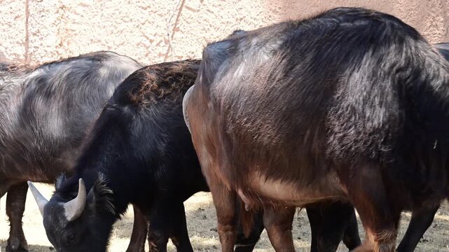 herd of musk oxen in the shade