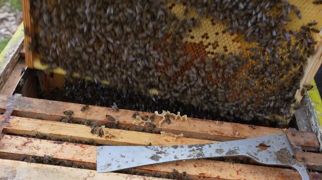 bees in the beehive
