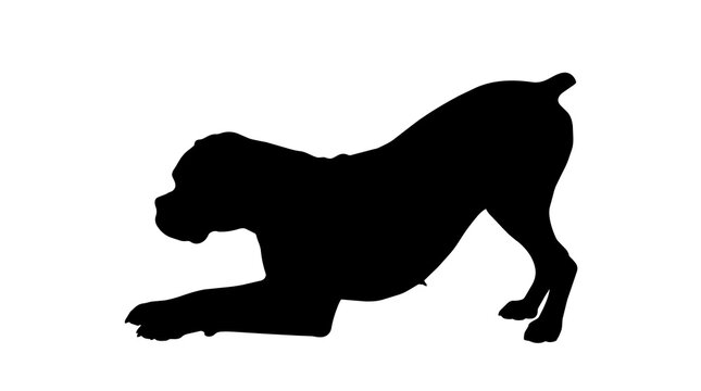Black boxer dog silhouette in play bow pose, isolated on transparent background