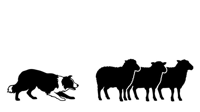 Black silhouette border collie dog herding three sheep, isolated on transparent background