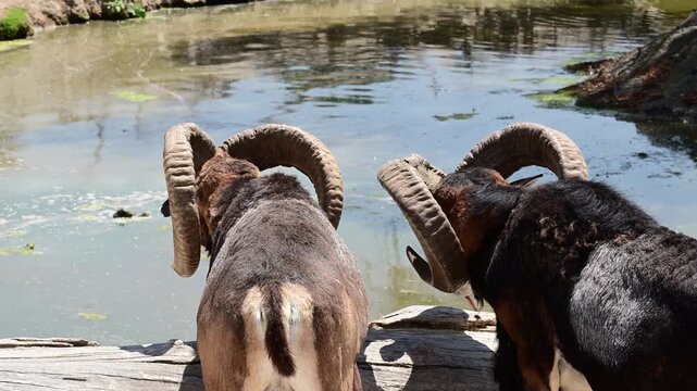 PAIR OF MOUFLON SHEEP DRINKING WATER AT THE DAM