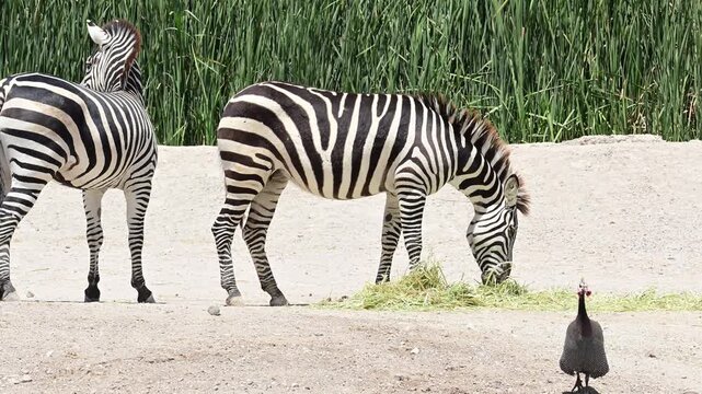 PAIR OF ZEBRAS GRAZING NEXT TO A GUINEA HEN