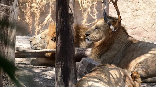 Pride of male lions resting during the day.