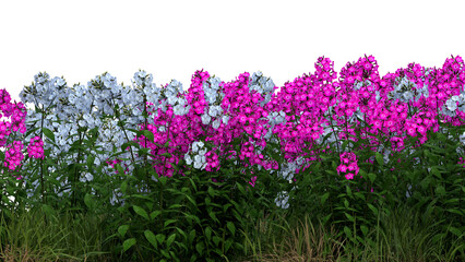 Fototapeta premium Lush garden scene featuring vibrant pink, blue, and white hydrangeas in full bloom. Lush green foliage and grass create a fresh, colorful backdrop. Perfect for spring floral design or nature inspirati