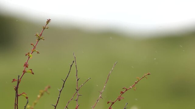 A juvenile European stonechat (Saxicola rubicola) sitting in the top of a bush and flying away.