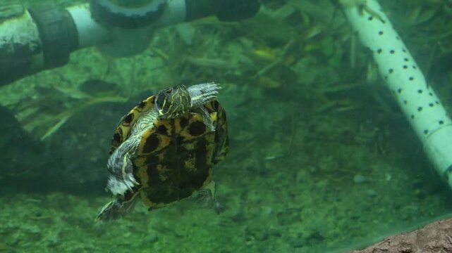 mall bull turtle swimming fast in blue water.