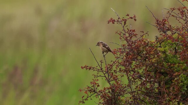 A juvenile European stonechat (Saxicola rubicola) sitting in a bush and inspecting its surroundings