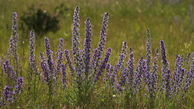 Echium vulgare known as viper's bugloss and blueweed waving in the wind in summer.