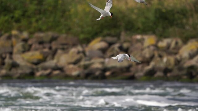Adults common terns (Sterna hirundo) preying for food above fast flowing water - slow motion