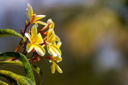 Yellow and white frangipani flowers in tropical garden with blurred background