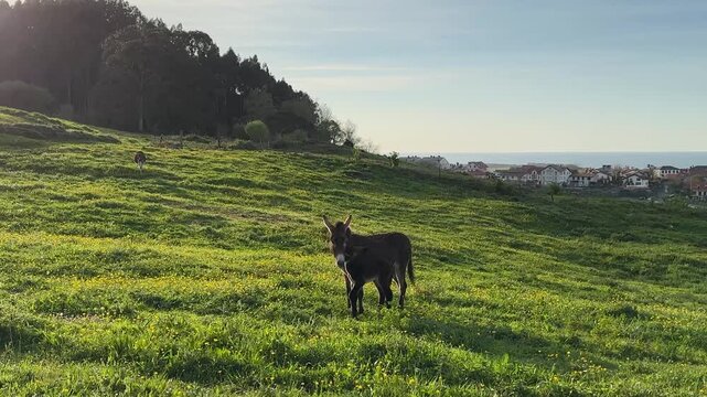 Mother donkey and foal showing affection touching heads on green pasture at sunset Cantabria landscape concept of care trust connection natural grazing animals