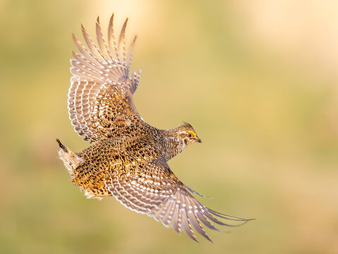 Sharp-tailed Grouse (Tympanuchus phasianellus) in flight flight
