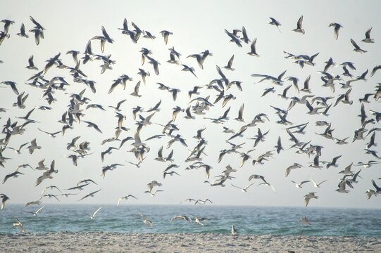 Hundreds of birds flying together in a dynamic flock across the open sky.