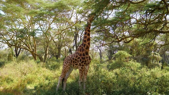 Majestic giraffe stretching its long neck to browse on leaves from tall acacia tree in lush green african landscape. Animal showcasing natural wildlife behavior in its native habitat