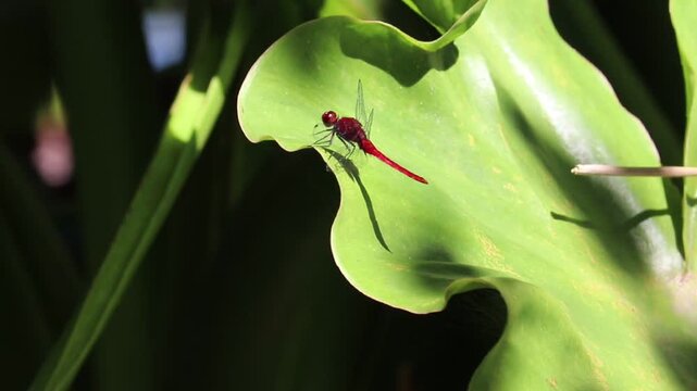 Dragonfly Resting on Aquatic Banana Leaf in Natural Wetland Environment	