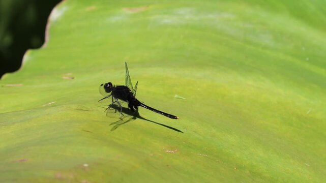 Dragonfly Resting on Aquatic Banana Leaf in Natural Wetland Environment
