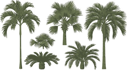 Fototapeta premium Diverse silhouettes of various types of palm trees against a plain background Vector