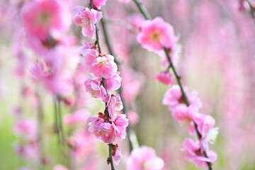 Fototapeta premium 枝いっぱいに咲くしだれ梅の花（新潟県田上町）