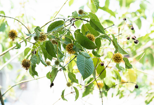 Kratom or Mitragyna speciosa Korth branch flower and green leaves on natural background.
