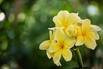 Fototapeta premium Plumeria flowers bouquet on natural background.