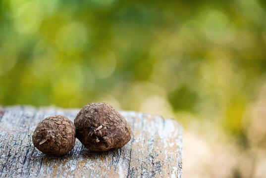 Dioscorea bulbifera heads on natural background.