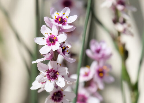 Wurmbea or Rice flower (Wurmbea stricta)