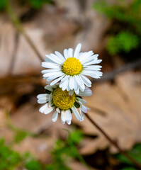 Bellis perennis, the daisy, is a European species of the family Asteraceae, often considered the archetypal species of the name daisy. To distinguish this species from other plants known as daisies, i © enderbayindir