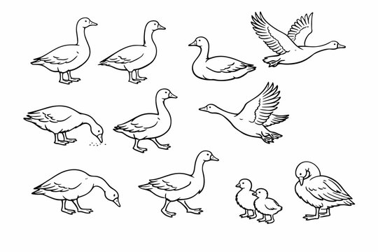 Set of hand-drawn goose illustrations featuring birds in various poses such as standing, walking, flying, and eating. Includes cute goslings. Minimalist black and white line art vector sketch.