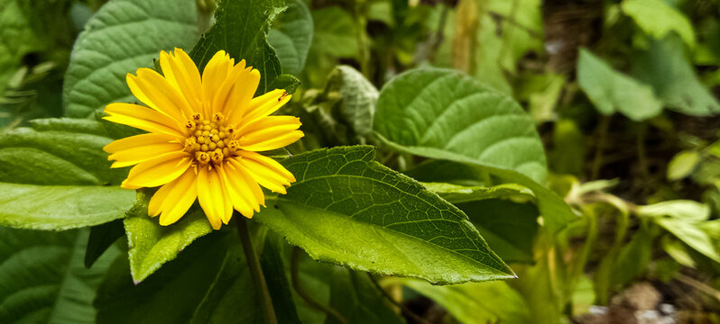 A single bright wedelia flower with delicate petals stands out against a backdrop of deep green leaves, showcasing nature's simple beauty