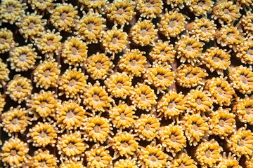 A close-up shot reveals a dense colony of daisy polyps, their tentacles extended to capture nutrients from the surrounding water, showcasing the intri © Pete Niesen Photo