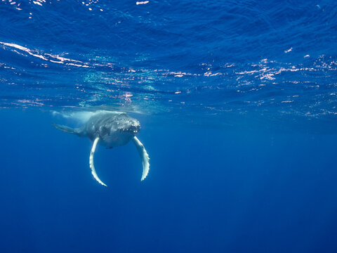 A humpback whale swims gracefully near the surface of the deep blue ocean, its pectoral fins extended as it glides through the water.