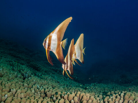 Two batfish swim over a coral reef in the ocean.