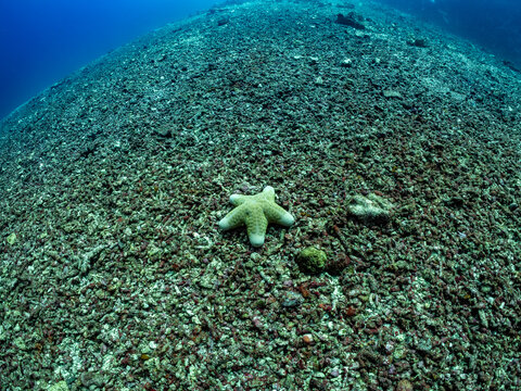 A single starfish rests on a vast expanse of coral rubble on the ocean floor.