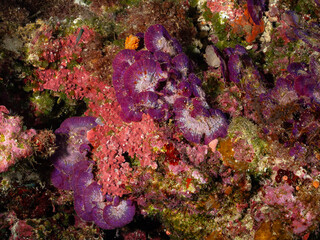 A small, red fish swims near a vibrant coral reef, showcasing the diverse marine life found in the ocean. © Pete Niesen Photo