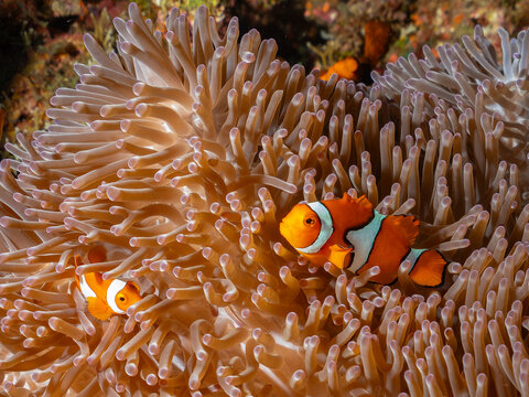 Two clownfish, also known as anemonefish, are nestled within the tentacles of a sea anemone. These fish have a symbiotic relationship with anemones, w