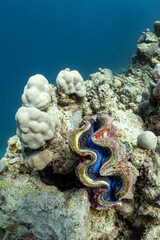  clam and coral reef under the sea © Pete Niesen Photo