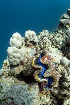  clam and coral reef under the sea
