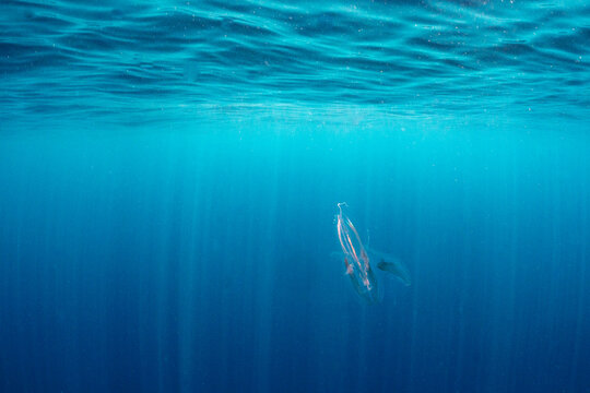 A Salp swims in the ocean.