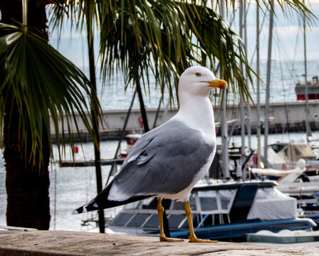 mewa romańska, mewa, ptak, marina