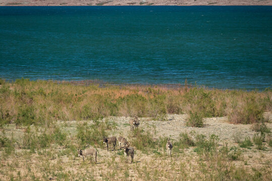 Wild burros in the desert