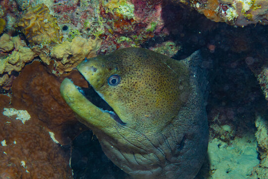 A giant moray eel is seen with its mouth open, likely to ventilate its gills, as it resides within a coral reef.