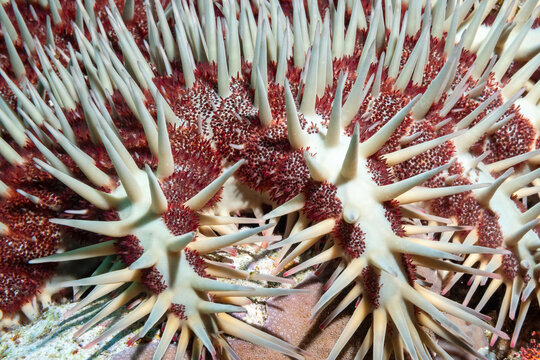  starfish: spiky, venomous, coral predator.