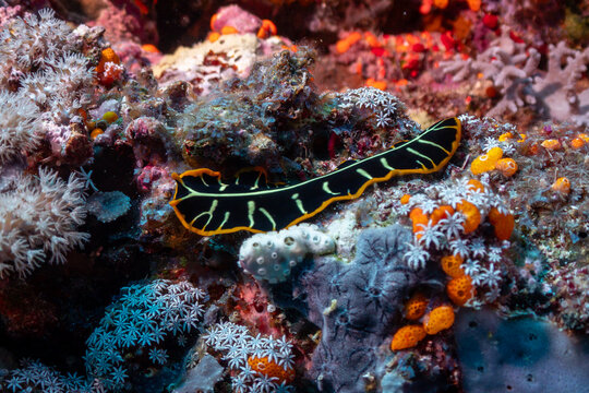 A black and yellow flatworm crawls across a colorful coral reef, searching for food and shelter in the vibrant ecosystem.