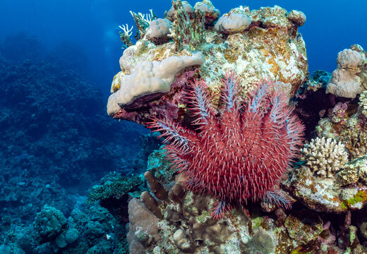Crown-of-thorns starfish on coral reef.