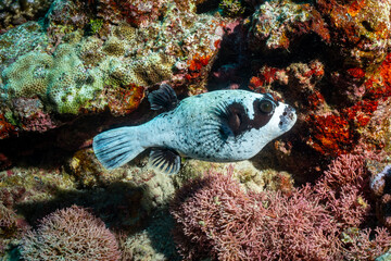 A whitespotted puffer swims among coral. © Pete Niesen Photo