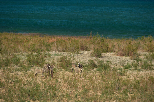 Wild burros in the desert