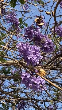 Jacaranda mimosifolia with purple-blue flowers against the sky in Tenerife,Canary Islands,Spain.Jacaranda tree,4K vertical video