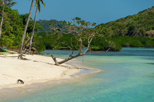 Araw Beach beautiful landscape with white sand, pristine water and palms near Culion, Palawan, The Philippines.
