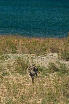 Wild burros in the desert